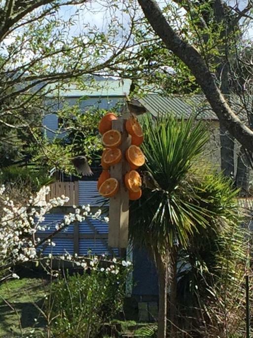 Union Street Hideaway Apartment Waihi Luaran gambar